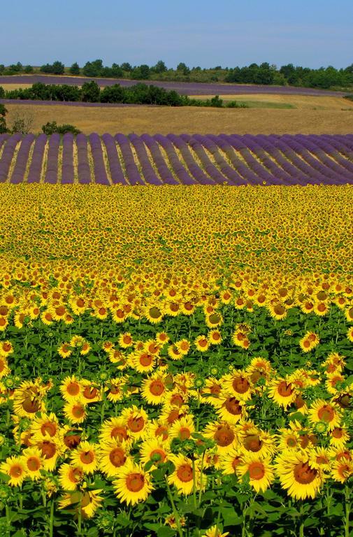 Les Terrasses De Valensole Bed and Breakfast Εξωτερικό φωτογραφία