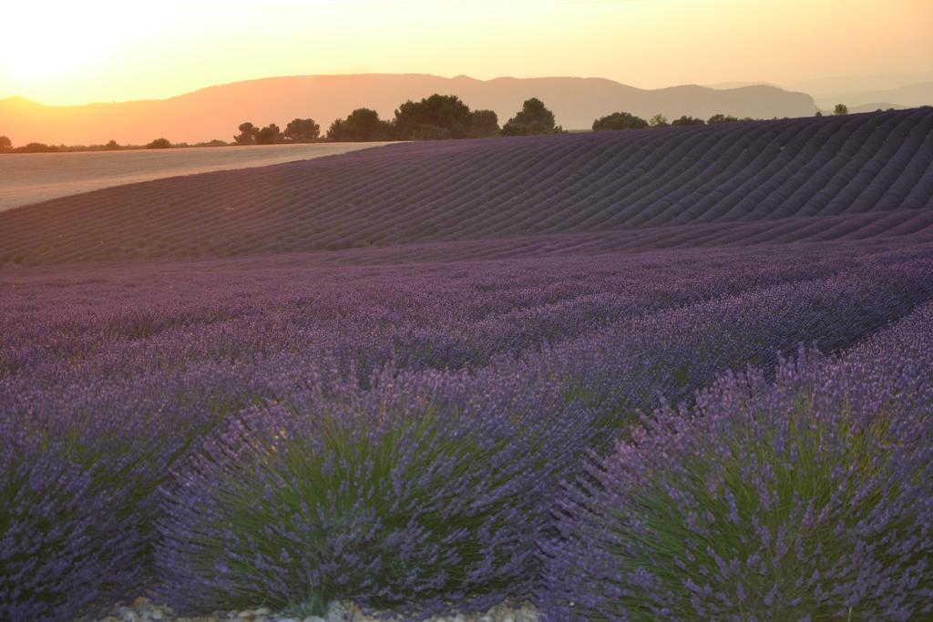 Les Terrasses De Valensole Bed and Breakfast Εξωτερικό φωτογραφία