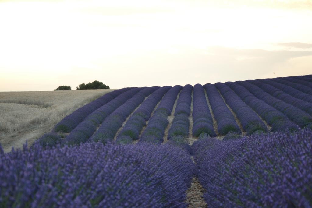 Les Terrasses De Valensole Bed and Breakfast Εξωτερικό φωτογραφία