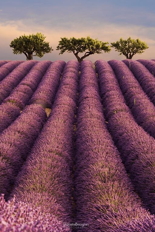 Les Terrasses De Valensole Bed and Breakfast Εξωτερικό φωτογραφία